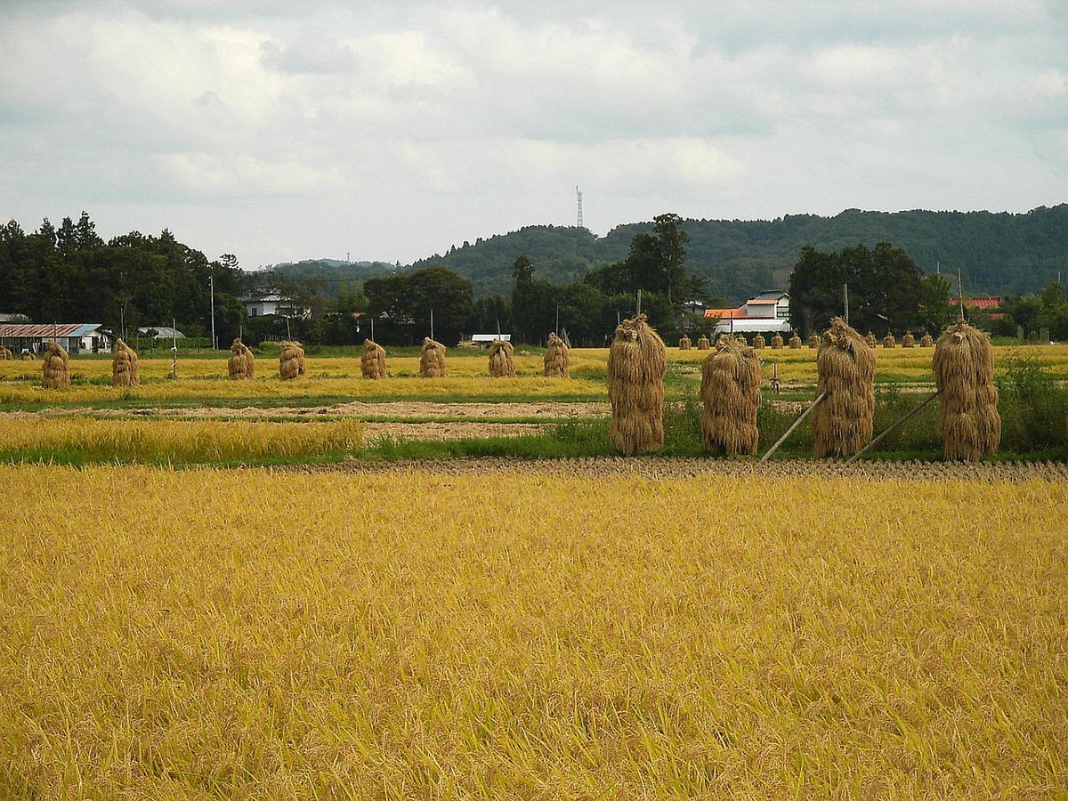 稲刈りの季節の田んぼ(宮城県栗原市、2005年)