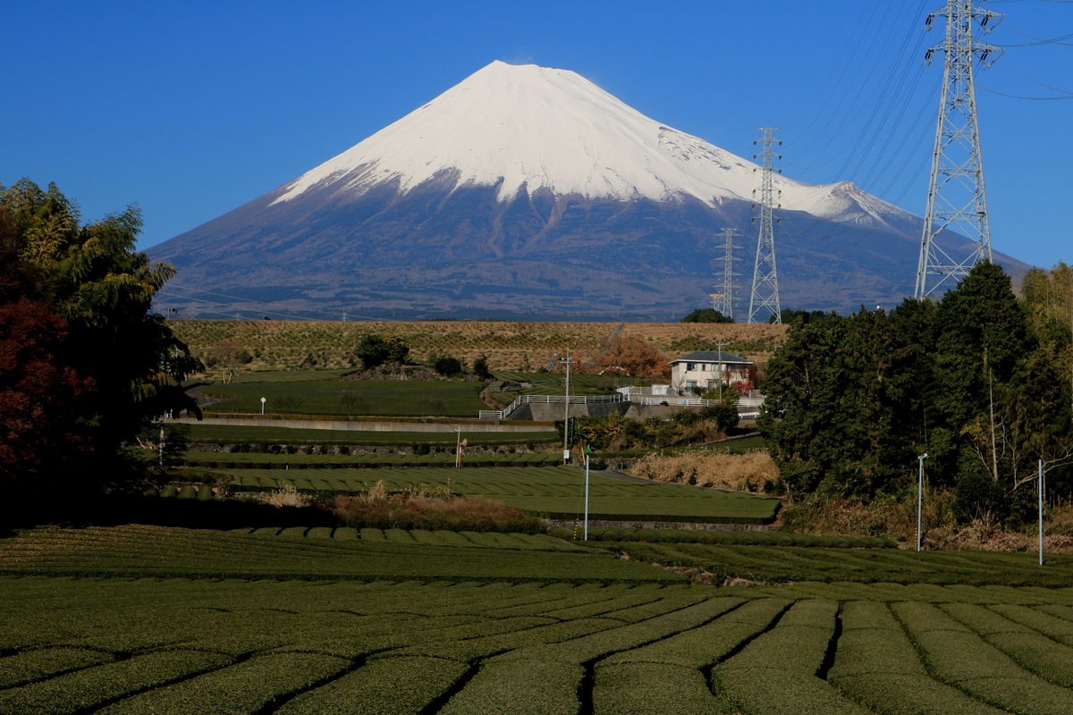 静岡県富士市の茶畑と、その向こうに見える富士山