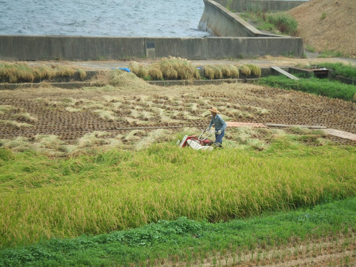 小さな機械で稲を刈る田んぼ（2007年9月）