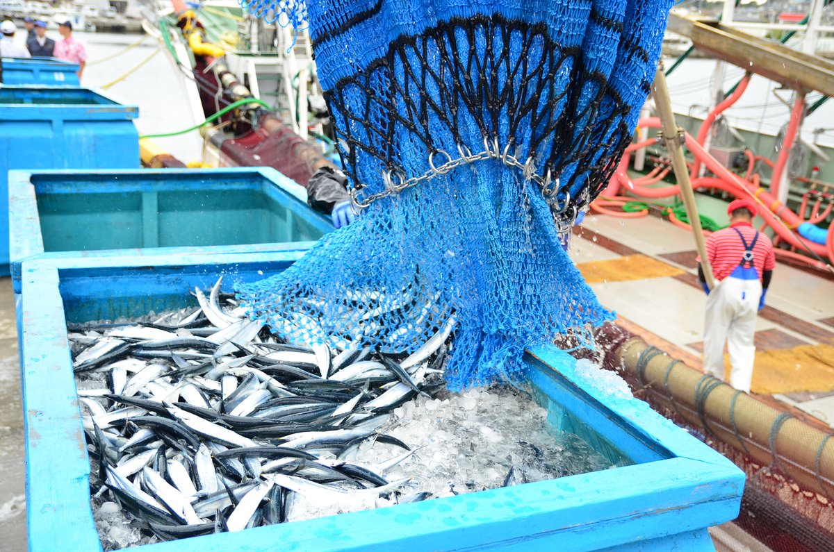 福島県の小名浜港で、船から水あげされるサンマ（2018年）