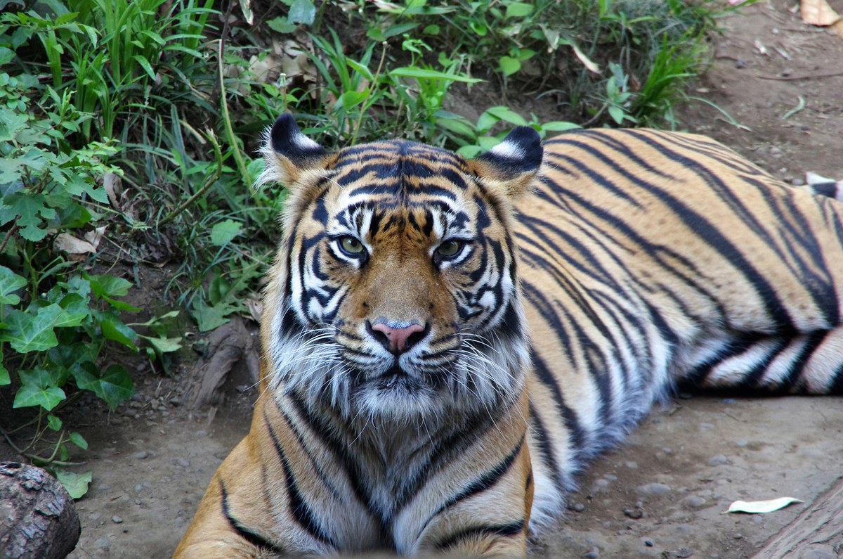 東京の上野動物園にいるトラ
