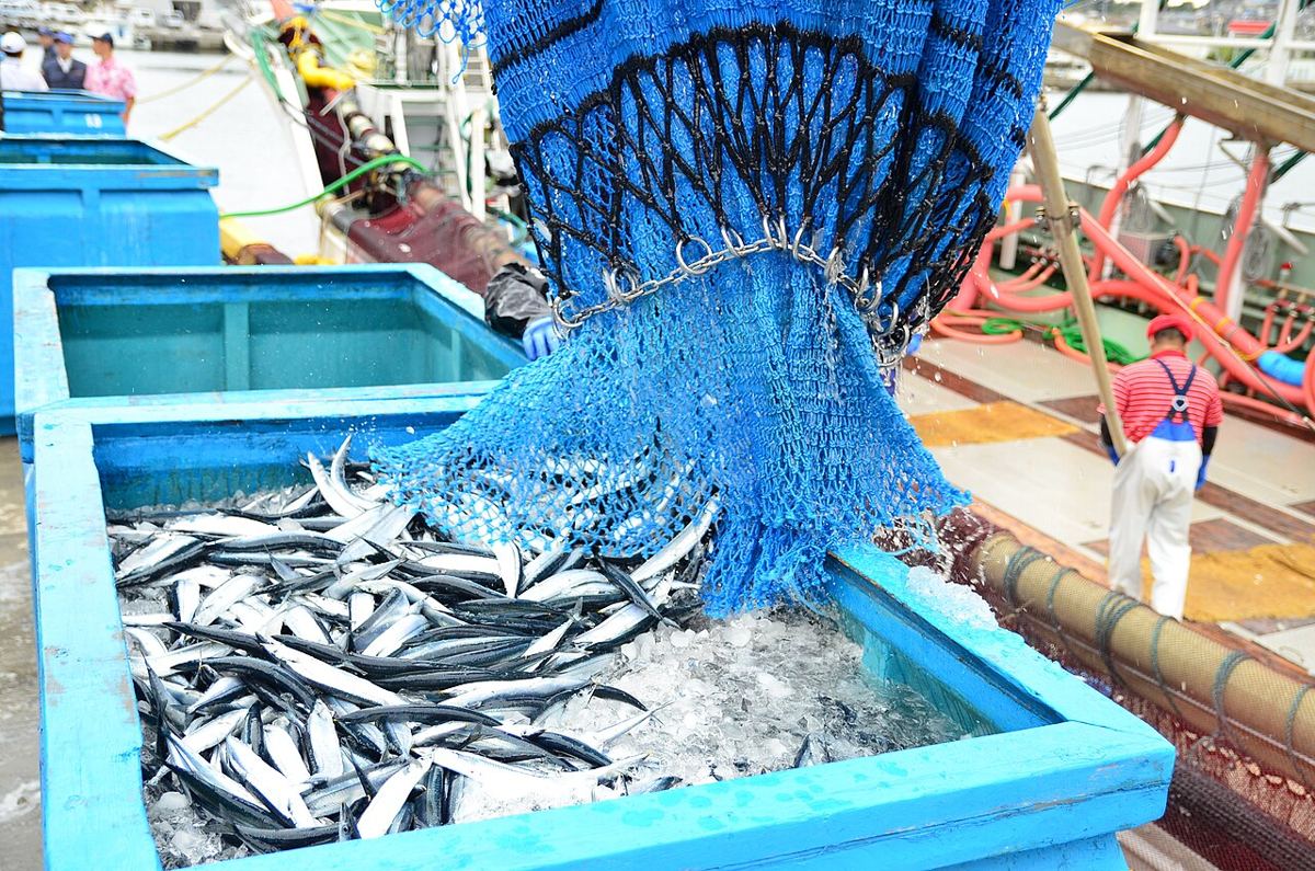 福島県・小名浜港でのサンマの水揚げ